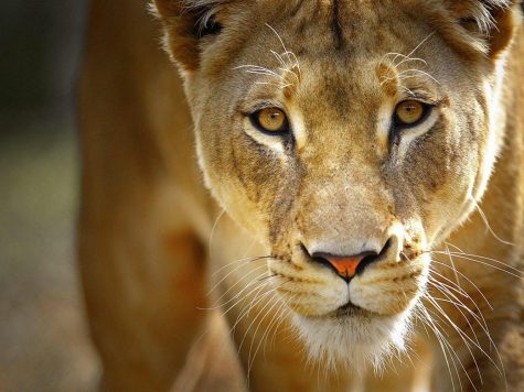 Lioness