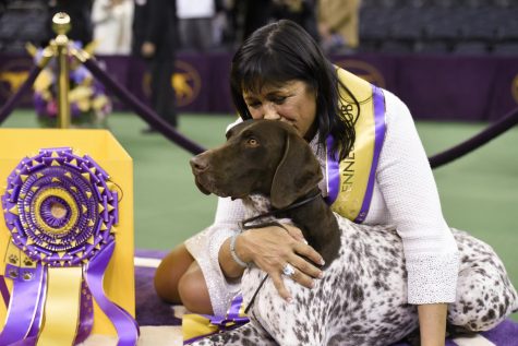 What’s a Dog Show?…a Crash Course in Conformation and More