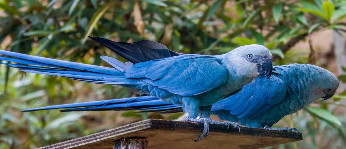 Picture of Spix Macaw 